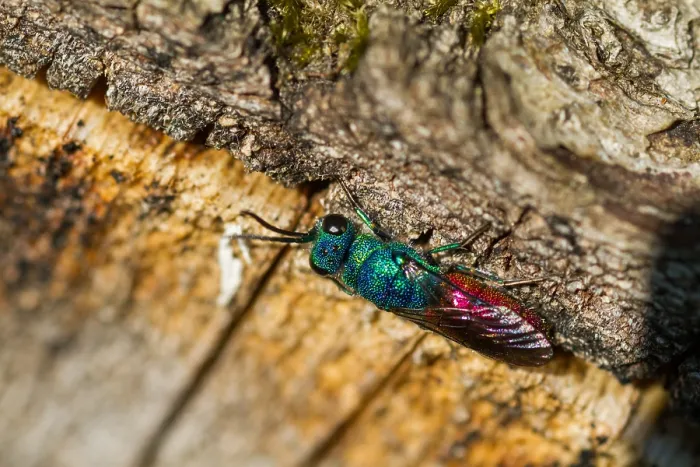 Impression encadrée : L'image de Marco d'un insecte.
