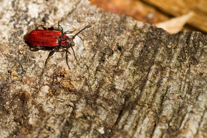 Impression encadrée : L'image de Marco d'un insecte.