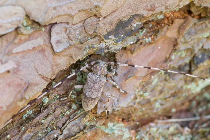 Impression encadrée : L'image de Marco d'un insecte. Impression encadrée : L'image de Marco d'un insecte.