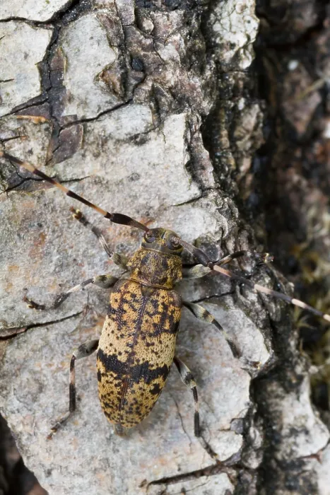 Impression encadrée : L'image de Marco d'un insecte.