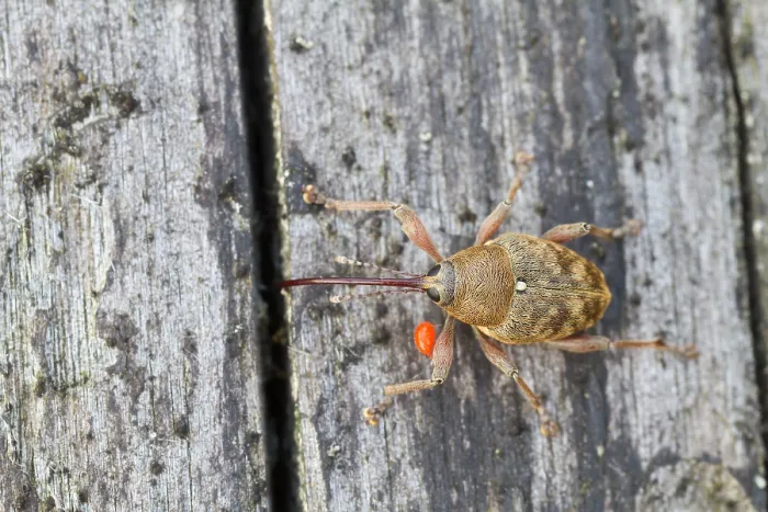 Impression encadrée : L'image de Marco d'un insecte.