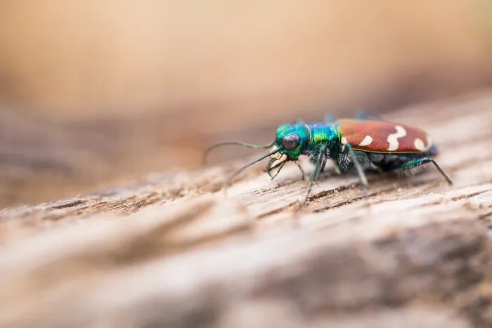 Impression encadrée : L'image de Marco d'un insecte.