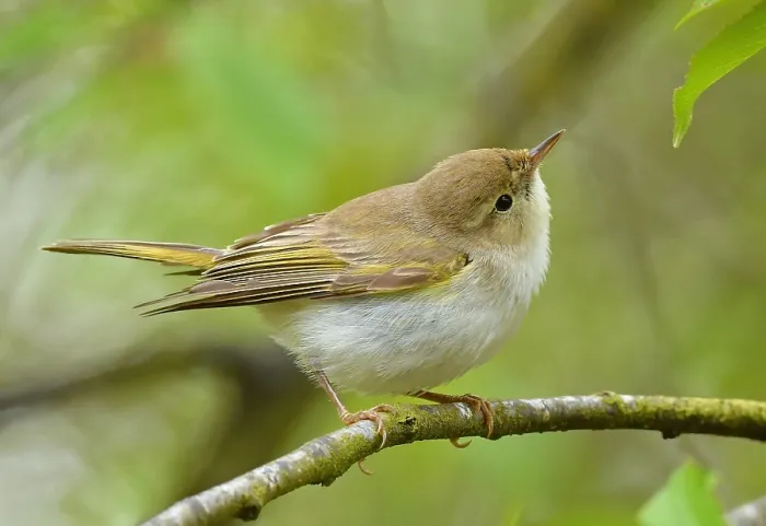 Impression encadrée : Phylloscopus bonelli Impression encadrée : Phylloscopus bonelli