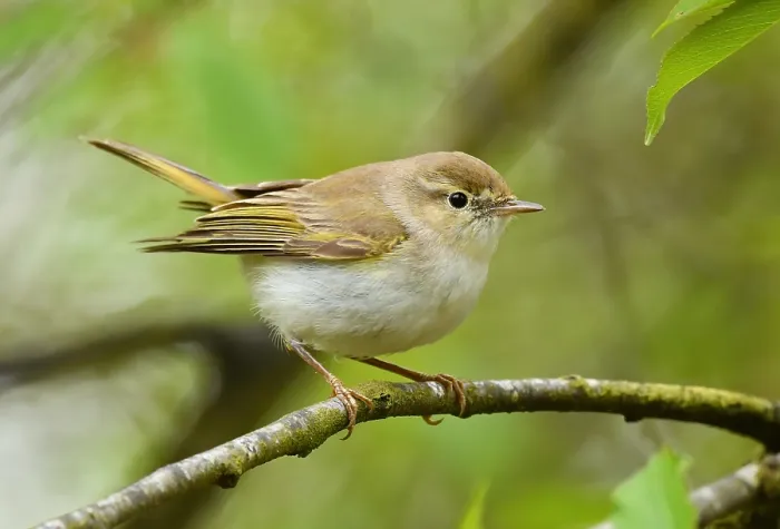 Impression encadrée : Phylloscopus bonelli