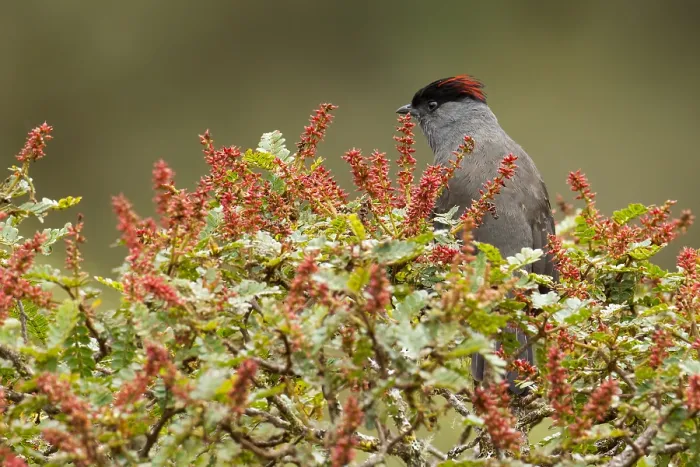 Impression encadrée : Cotinga à crête rouge