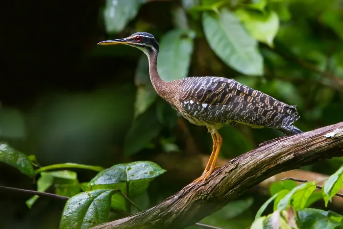 Impression encadrée : Sunbittern Impression encadrée : Sunbittern