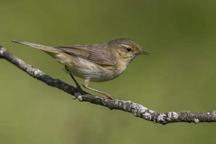 Impression encadrée : Tjiftjaf ; Chiffchaff ; Phylloscopus collybita