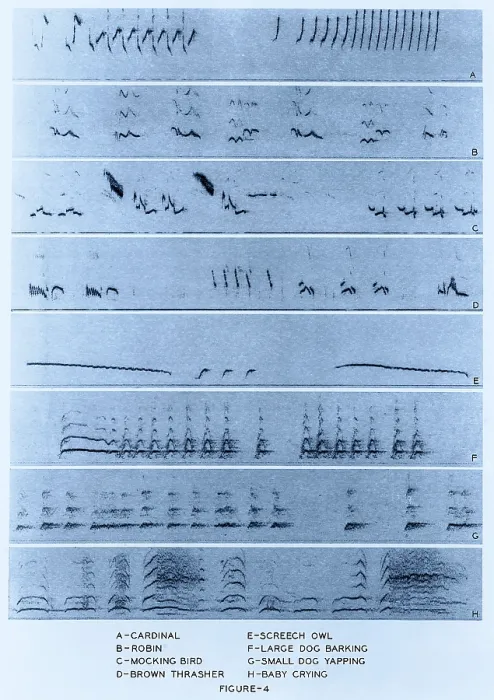 Impression encadrée : Spectrogrammes Audio