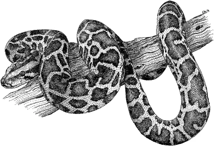 Impression encadrée : Python du Myanmar