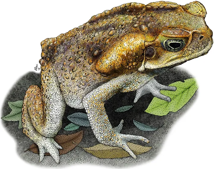 Impression encadrée : Le crapaud d'Australie