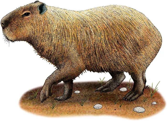 Impression encadrée : Capybara. Illustration d'un Capybara (Hydrochoerus hydrochaeris)