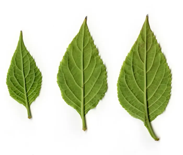 Impression encadrée : Feuilles de Sagesse du Devin, vue en dessous.