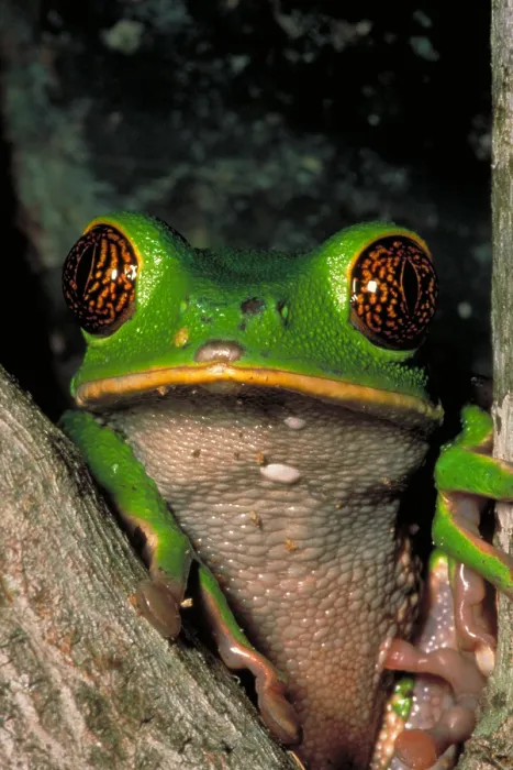 Impression encadrée : Sauterelle à yeux reticulés de grenouille singe.
