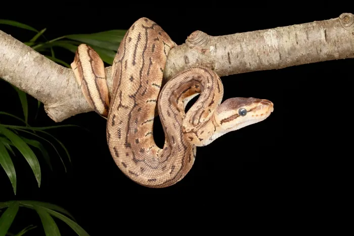 Impression encadrée : Python royal (Python regius) Impression encadrée : Python royal (Python regius)