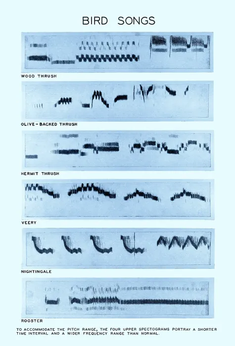 Impression encadrée : Spectrogramme des Chants d'Oiseaux. Impression encadrée : Spectrogramme des Chants d'Oiseaux.
