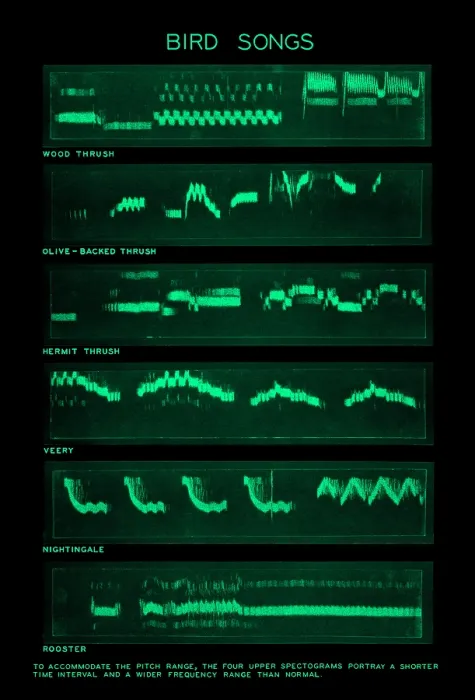 Impression encadrée : Spectrogramme des Chants d'Oiseaux Impression encadrée : Spectrogramme des Chants d'Oiseaux