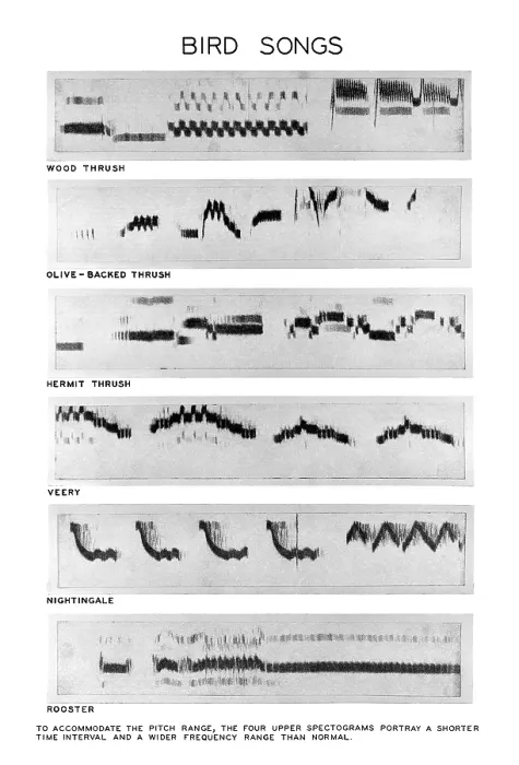 Impression encadrée : Spectrograms