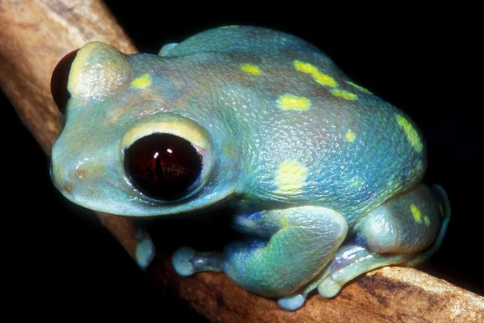 Impression encadrée : La grenouille arboricole de la forêt d'Uluguru.