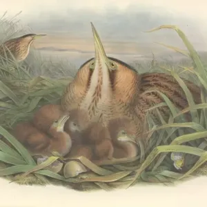 Botaurus stellaris, Eurasian Bittern Print