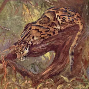 Clouded Leopard Print - A Clouded Leopard on a Tree