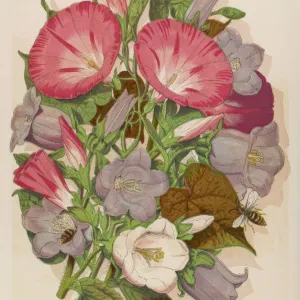 Convolvulus and Campanula Print with Bees