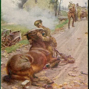 Cheval Images liées