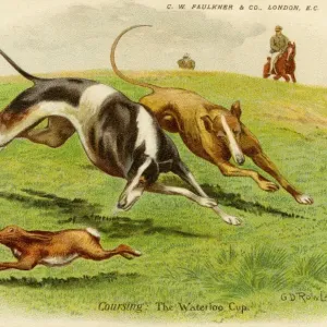 Hare Coursing Print: Waterloo Cup, 1903 Hare Coursing Print: Waterloo Cup, 1903