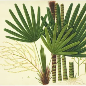 Licuala sp Plate 981, John Reeves Collection Print
