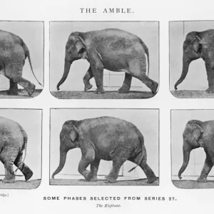 Muybridge Print - Elephant Ambling
