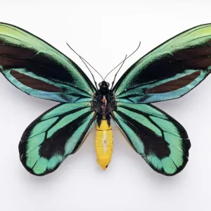 : Musée d'histoire naturelle