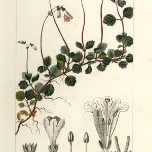 Linnaea borealis Print, 1837