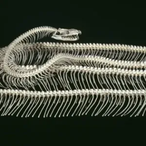 Tiger Python Skeleton Print - Natural History Museum, London