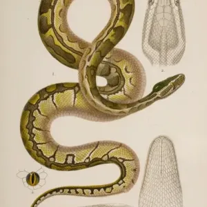 African Rock Python Print, Hand Coloured Lithograph African Rock Python Print, Hand Coloured Lithograph