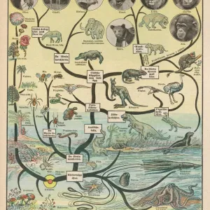 Evolutionary Timeline Print: From Single Cell to Giraffe