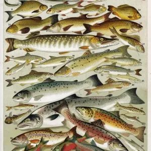 Print of A Selection of Fish, an assortment of aquatic species
