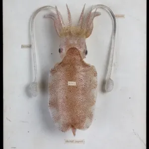 Sepia elegans, Glass Squid Model Print