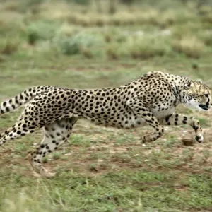 Cheetah Print - Acinonyx jubatus Running in Namibia