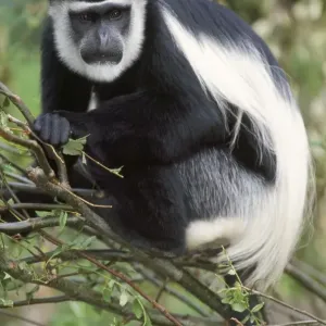 Black and White Colobus Monkey Print