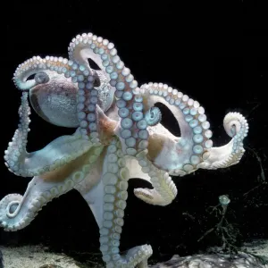 Common Octopus Print, LA-1499