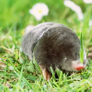 Mole Foraging Print