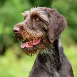 Chien de garde Images liées