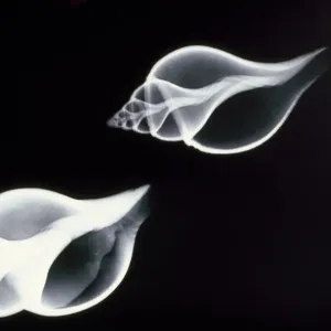 Coquillages - radiographie. Coquillages - radiographie.