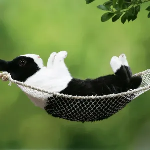 Rabbit in a Hammock Print