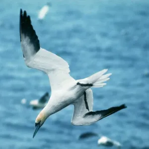 Northern Gannet Print