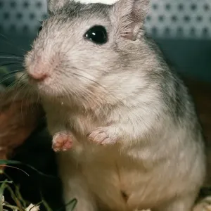 Gerbil Print PM-8646 by Pat Morris