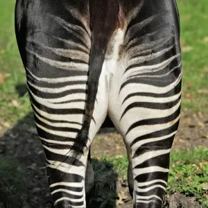 Okapi Female Print - WAT-16615, Copenhagen Zoo, Denmark