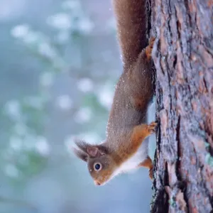 Red Squirrel Print - Climbing Down Tree Trunk