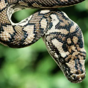 Carpet Python Print (Morelia spilotes variegata) Carpet Python Print (Morelia spilotes variegata)