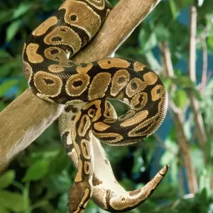 Royal Ball Python Print (Python regius) Royal Ball Python Print (Python regius)