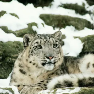Snow Leopard Print - Panthera uncia Snow Leopard Print - Panthera uncia